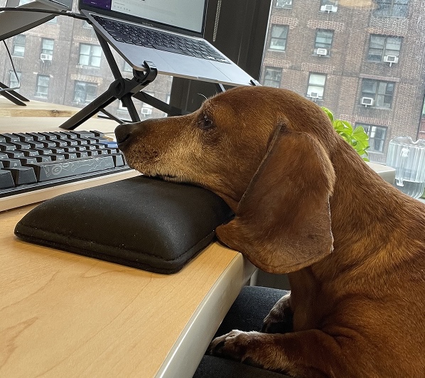 Dog at a desk